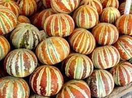 Kajari Melon Seeds