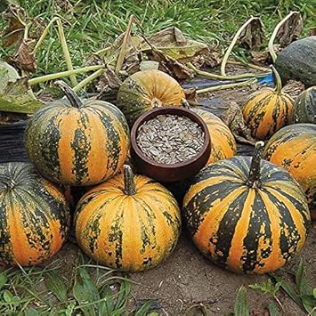 Kakai Hull-Less Pumpkin Fruit Seeds for Planting
