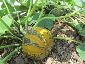 Kakai Hull-Less Pumpkin Fruit Seeds for Planting