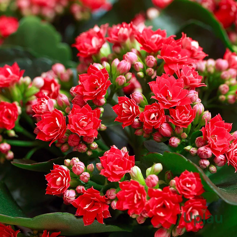 kalanchoe longevity flower seeds