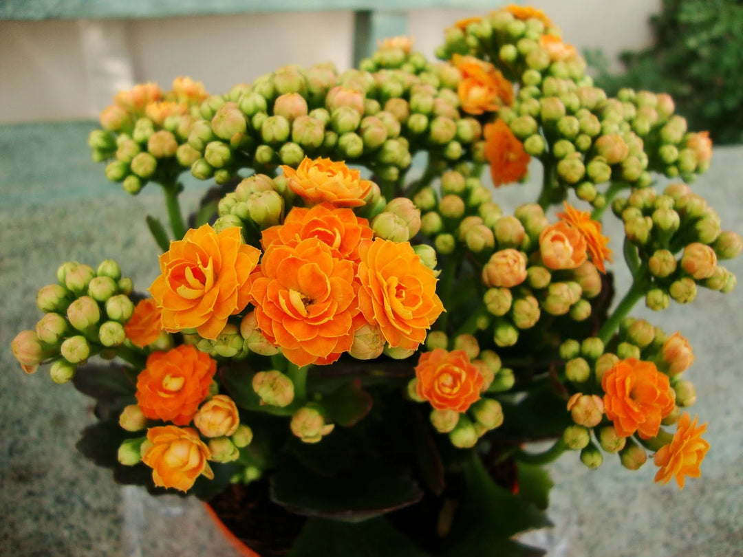 Heirloom Non-GMO Orange Kalanchoe Flower Seeds – Lively Garden Pots & Indoor Planting