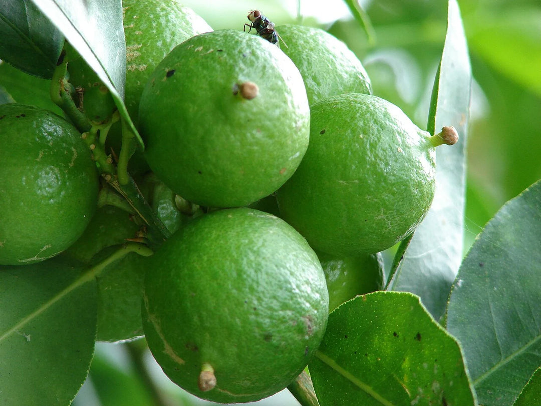 Key Lime (Citrus aurantifolia) Fruit Seeds for Planting