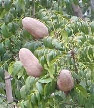 Khaya Senegalensis (African Mahogany) Seeds