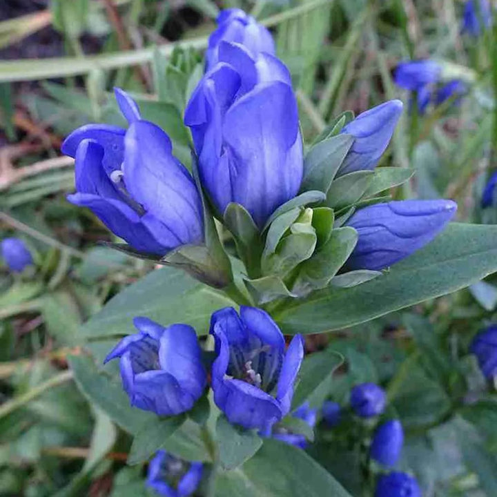 Heirloom Non-GMO Blue Gentiana Sceptrum Flower Seeds for Alpine Garden Beds and Vibrant Outdoor Planting