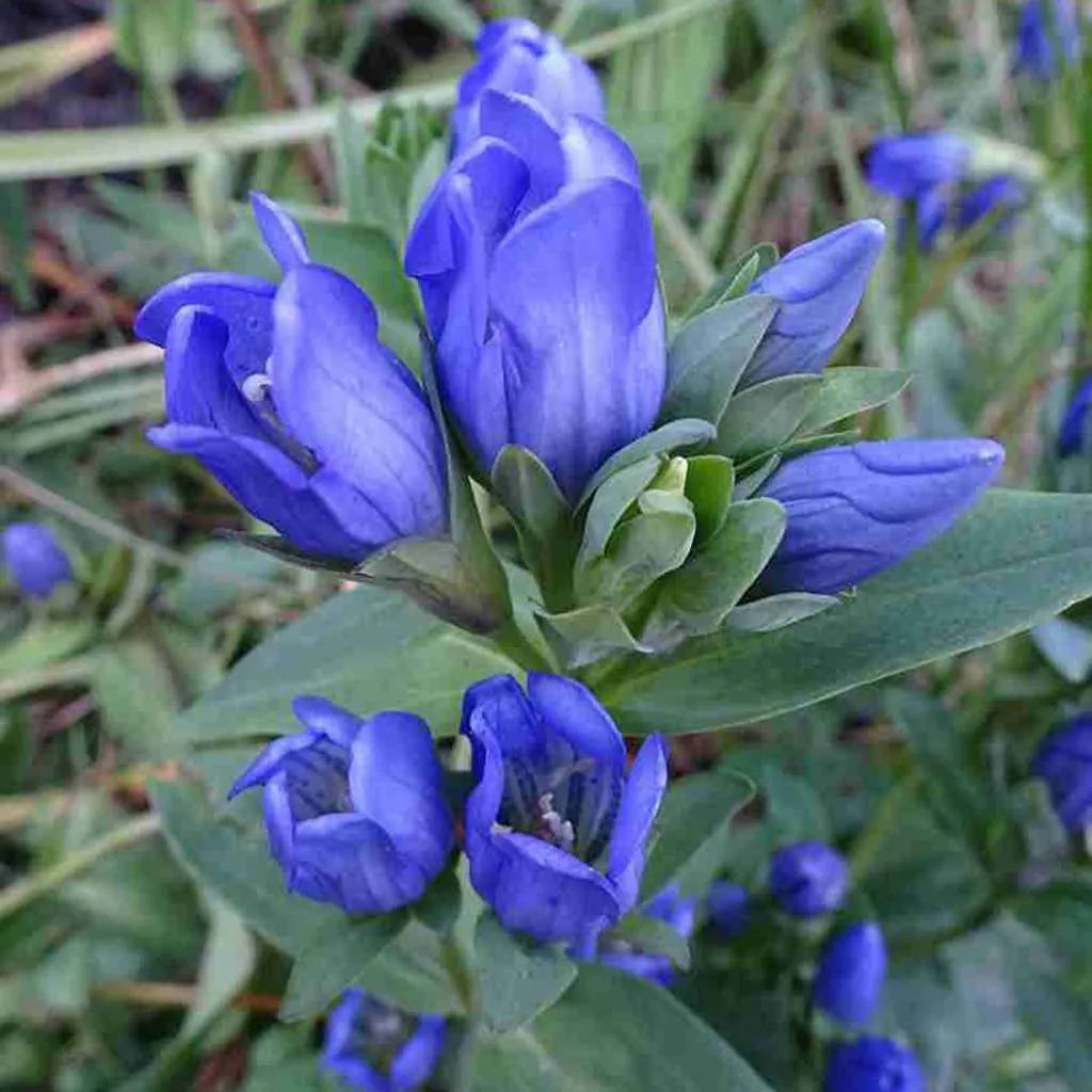 blue heirloom flower seeds