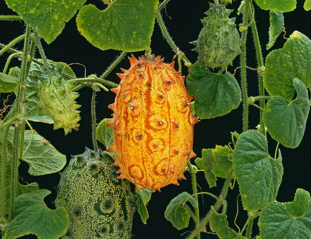 Kiwano Fruit Seeds