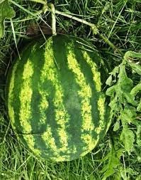 Klondike Striped Blue Ribbon Watermelon Seeds for Planting