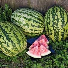 Klondike Striped Blue Ribbon Watermelon Seeds for Planting