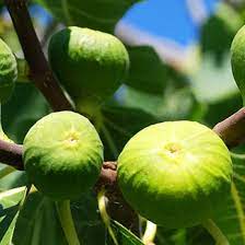 Kodota Exotic Fig Fruit Seeds for Planting