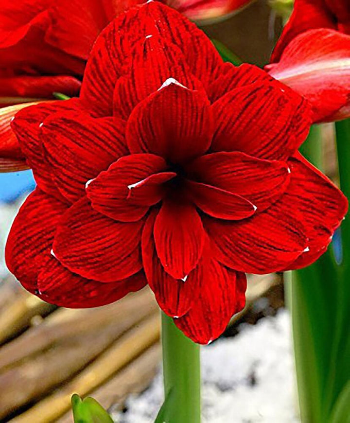 Amaryllis Blomsterfrø til udplantning, 100 stk