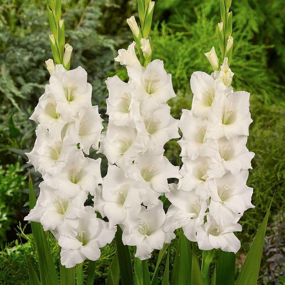 Fresh Gladiolus Flower Seeds for Planting, White 100 pcs