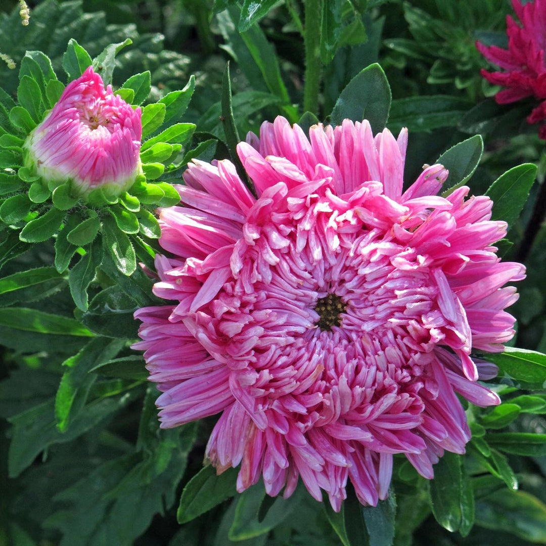 aster callistephus flower seeds