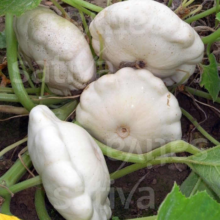 Squash Patisson White Vegetable Seeds for Planting - Heirloom Non-GMO Organic Garden Seeds High Germination
