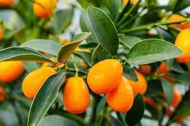 Kumquat Fruit Seeds for Cultivation