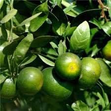 Kumquat Orange Fruit Seeds for Planting