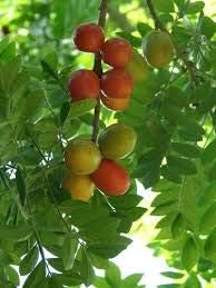 Kumquat Orange Fruit Seeds for Planting