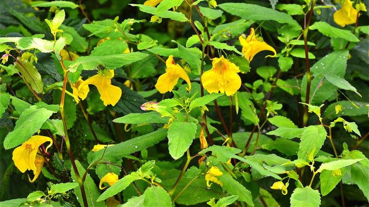 Jewelweed Flower Seeds – Heirloom, Non-GMO Wildflower Seeds for Planting Pollinator Gardens