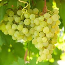 Lakemont Grape Fruit Seeds