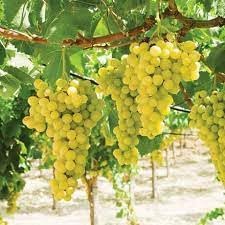 Lakemont Grape Fruit Seeds