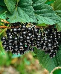 Lampone Rubus Idaeus Berry Seeds for Planting
