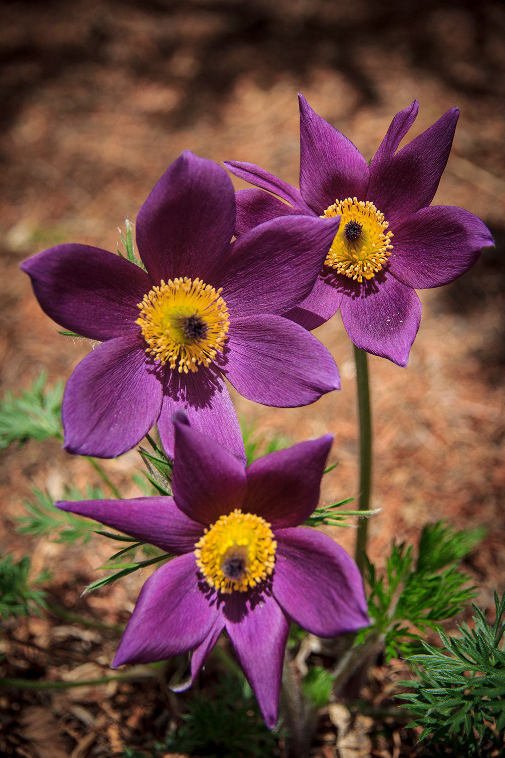 Purple Pasque Flower Seeds – Heirloom Non-GMO Perennial Seeds for Vibrant Garden Displays
