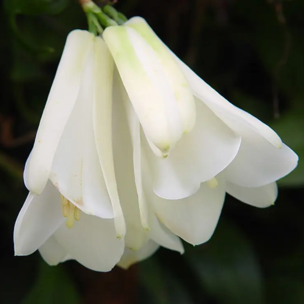 white organic flower seeds