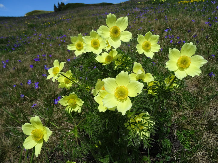 Yellow Anemone Pulsatilla Flower Seeds for Planting - 200 pcs