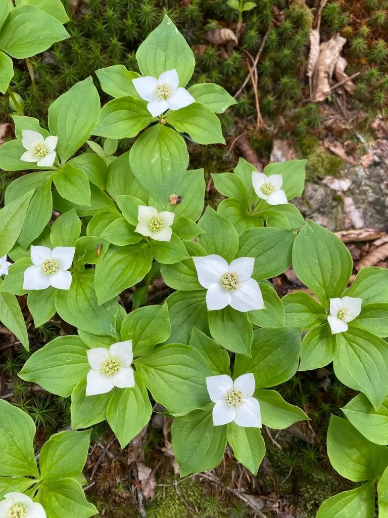heirloom bunchberry flower seeds