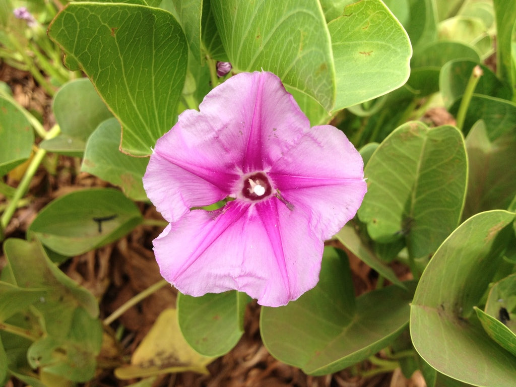 Heirloom Ipomea Pes-caprae Flower Seeds for Planting – Non-GMO, High Germination, Organic Garden Seeds