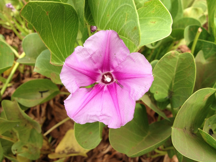 Heirloom Ipomea Pes-caprae Flower Seeds for Planting – Non-GMO, High Germination, Organic Garden Seeds