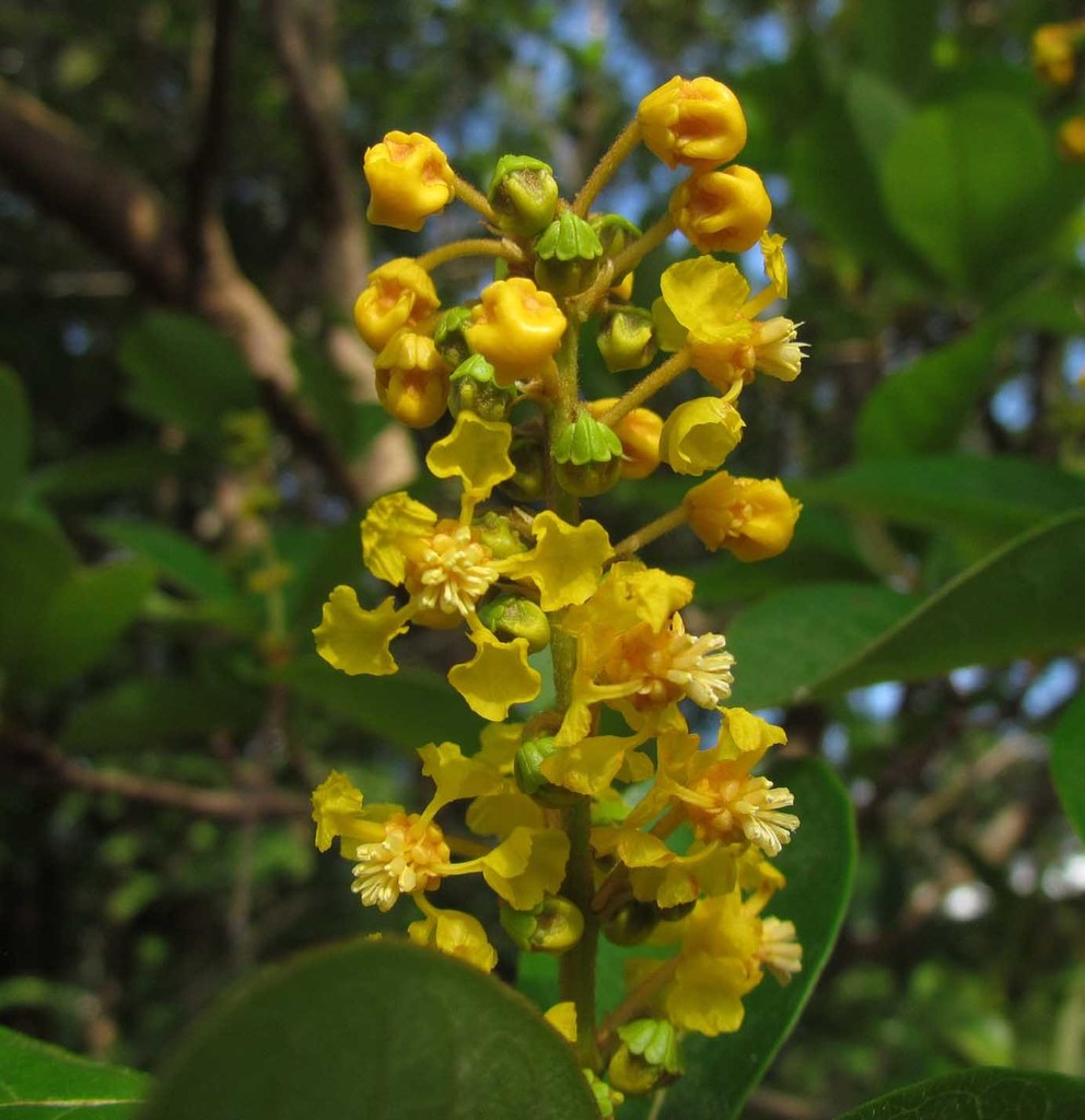 byrsonima crassifolia flower seeds