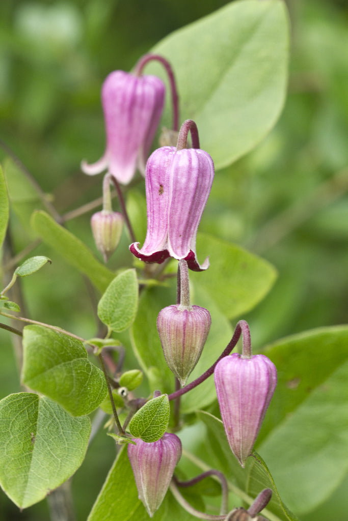 Heirloom Non-GMO Clematis Reticulata Flower Seeds – Climbing Vine Seeds for Planting, High Germination Organic Blooms