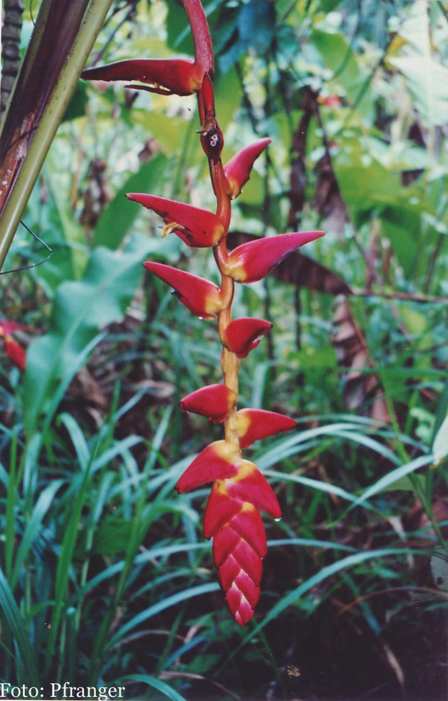 Heliconia Pogonantha plantefrø til udplantning, 100 stk