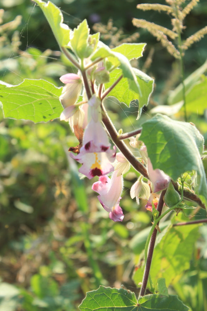 Organic Heirloom Pink Martynia Plant Seeds for Planting – Non-GMO, High Germination Exotic Organic Garden Seeds