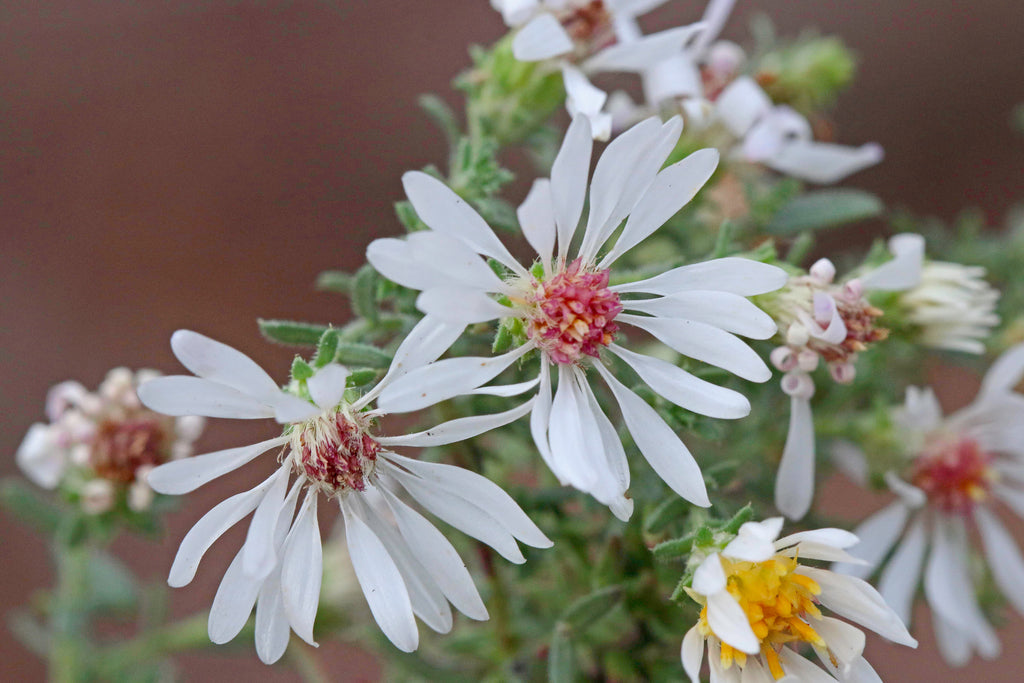 Campion Blomsterfrø til udplantning, 100 stk