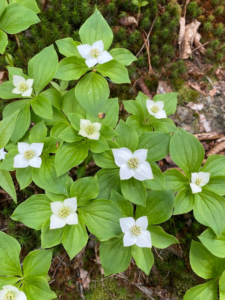 Heirloom Bunchberry Flower Seeds, Non-GMO Groundcover Blooms for Woodland Garden Planting