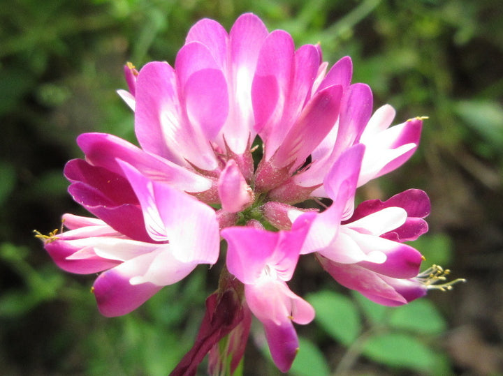 Violet Milkvetch Sinicus blomsterfrø til plantning - 100 stk