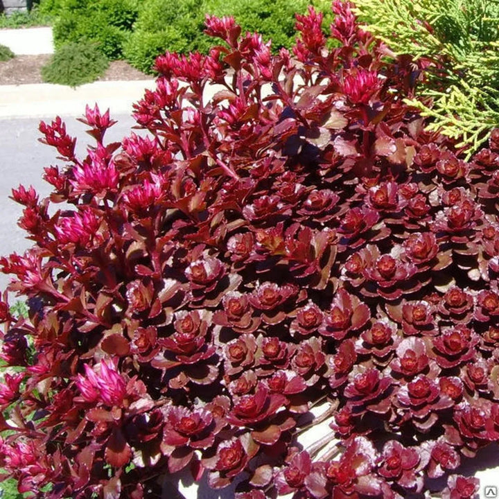 Red Perennial Flower Seeds for Planting – 100 pcs, Heirloom, Non-GMO, High Germination Organic Garden Seeds