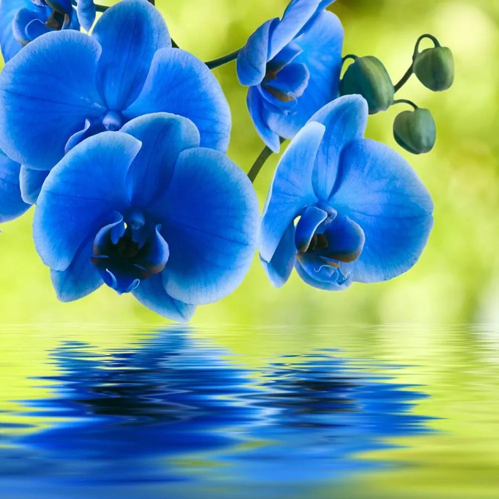 blue orchid flower seeds