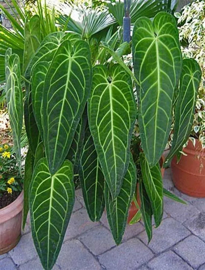 Anthurium warocqueanum (Queen Anthurium) Perennial Flower Seeds for Planting - NON GMO Seeds