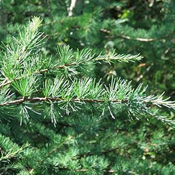 Larix Occidentalis Seeds for Planting