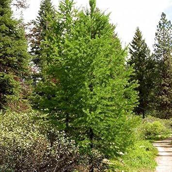 Larix Occidentalis Seeds for Planting
