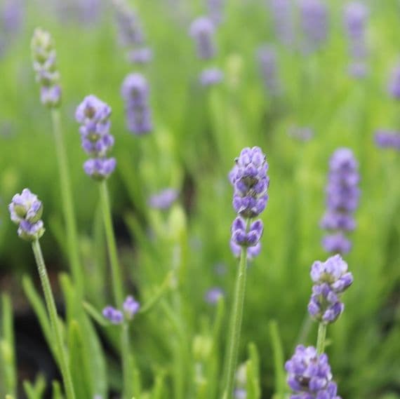 Organic Heirloom Blue Angustifolia Flower Seeds for Planting – Non-GMO Fragrant Garden Blooms