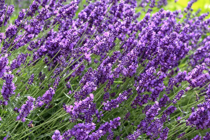 Provence lavendelviolet blomsterfrø til plantning - 100 stk