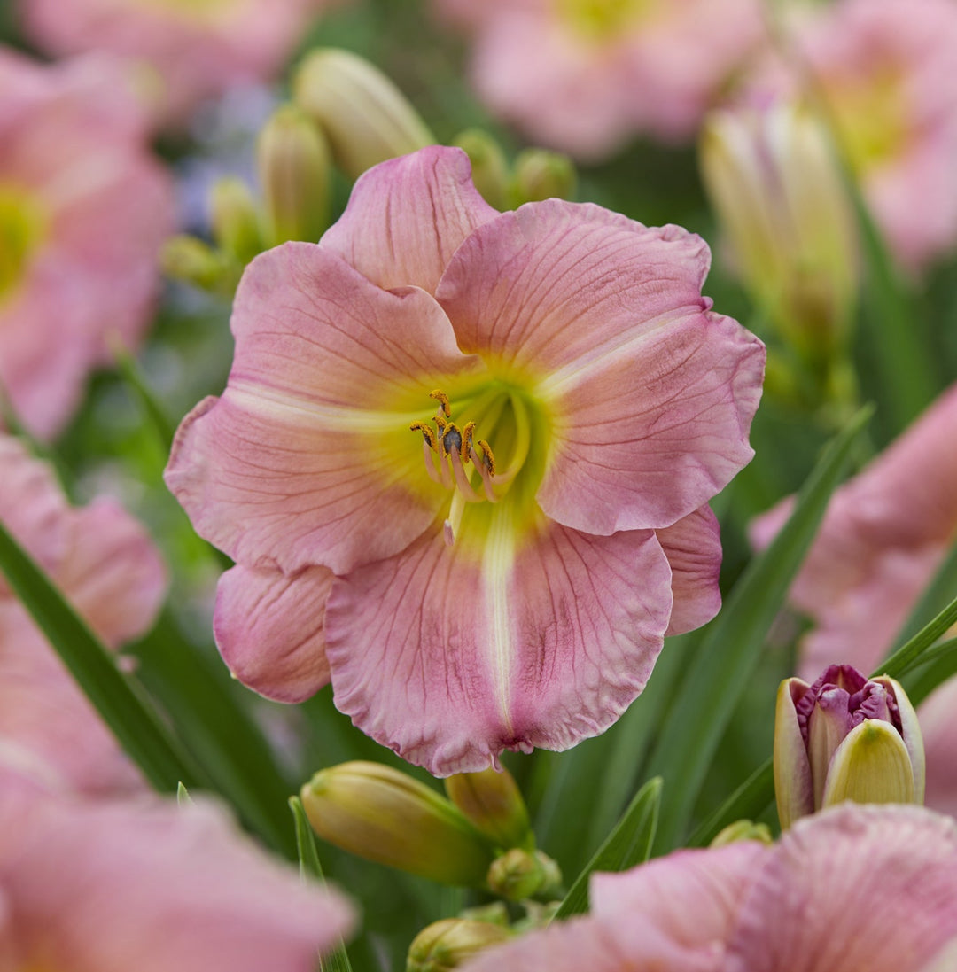 heirloom daylily flower seeds