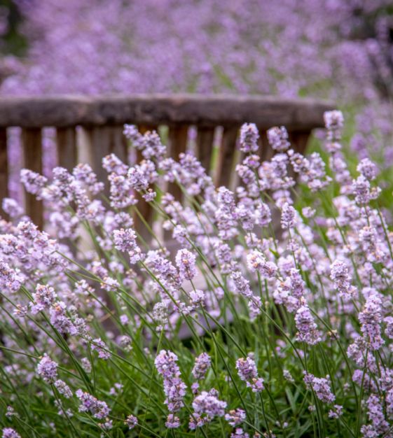 Pink Lavendel Merian Blomsterfrø til udplantning - 100 stk