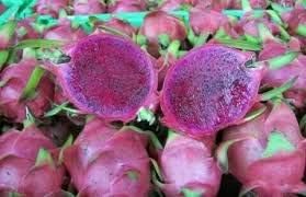 Lavender Pitaya Fruit Seeds for Planting