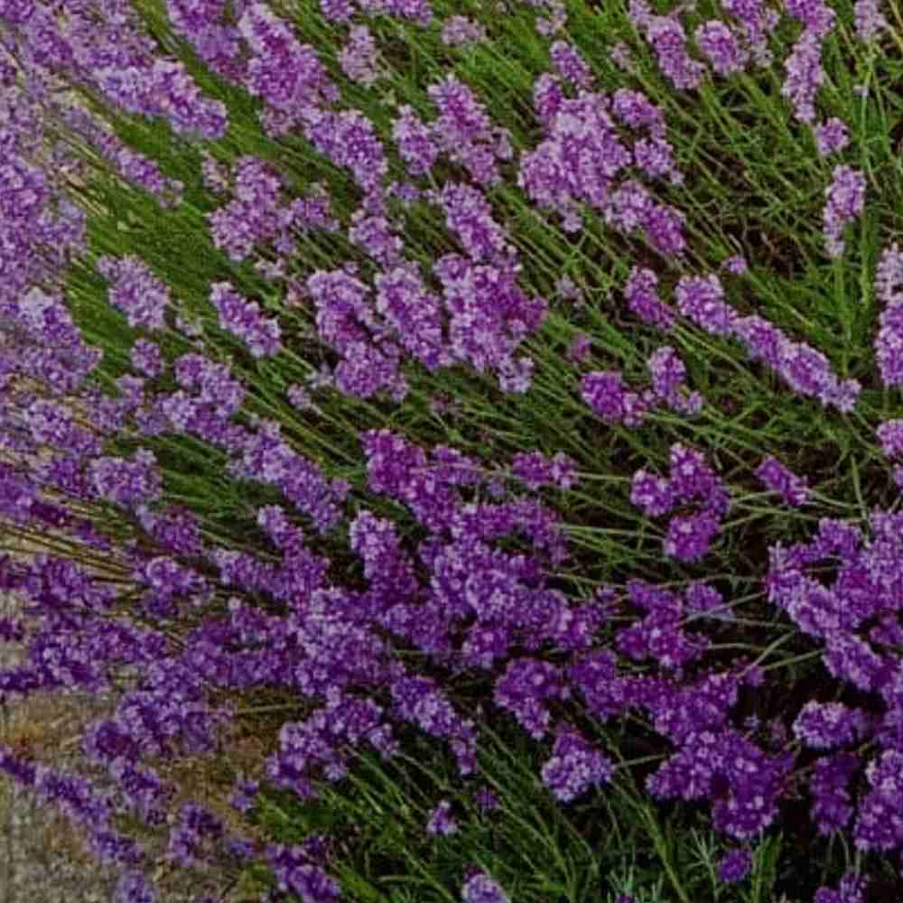 Lavanda Blomsterfrø til udplantning - 100 stk