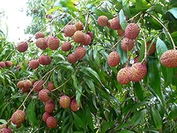 Leeche Fruit Seeds for Planting