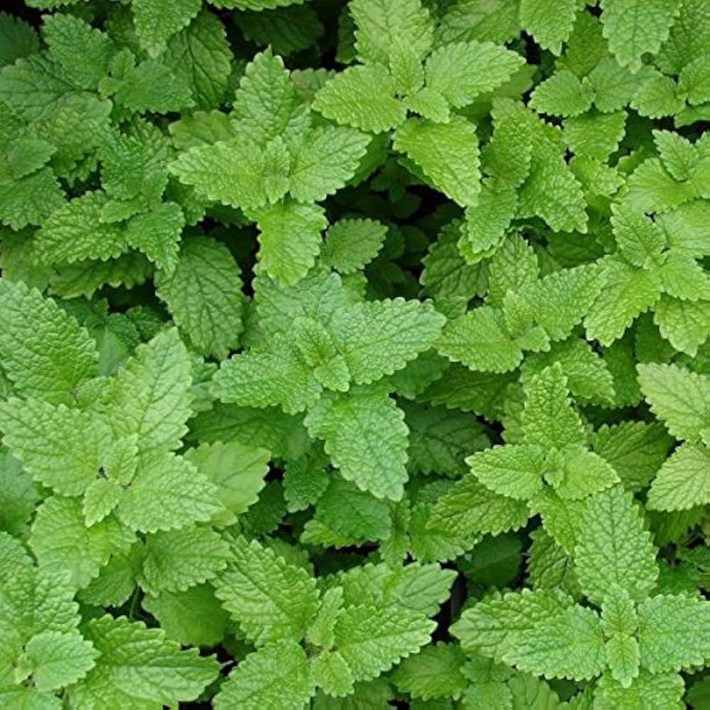 Lemon Balm Mint Seeds